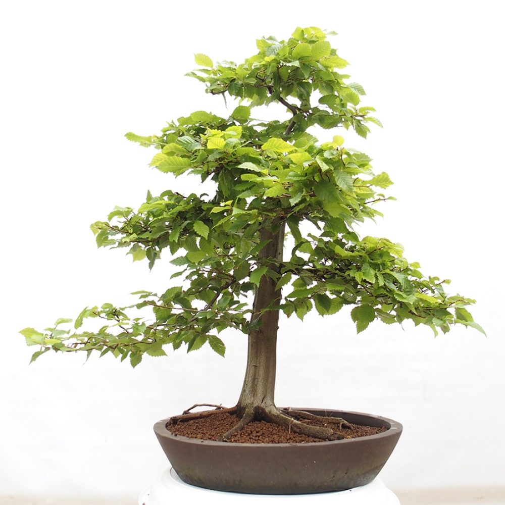 Outdoor bonsai - Hornbeam - Carpinus betulus