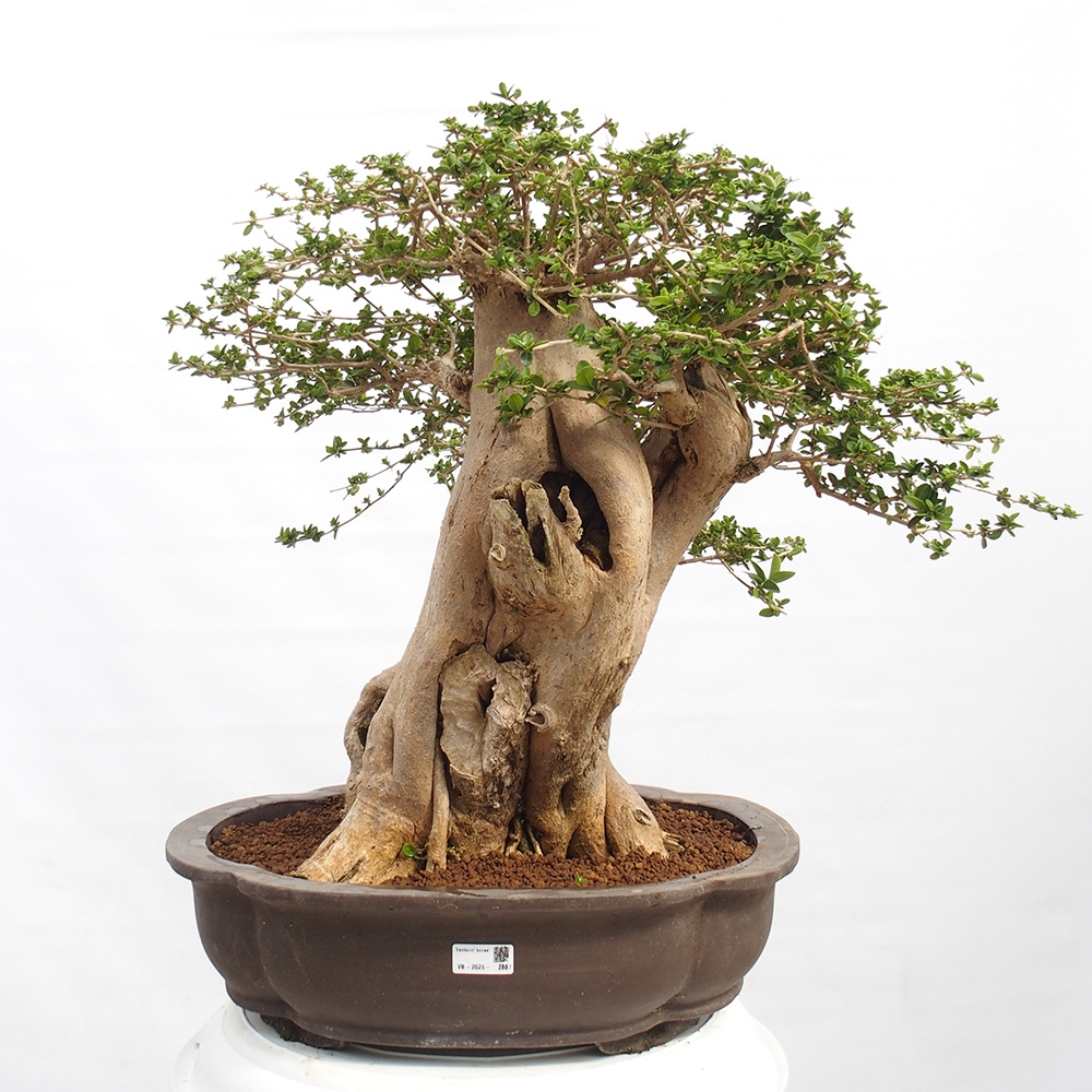 Indoor bonsai - Premna serratifolia - Kozlovon small-leaved