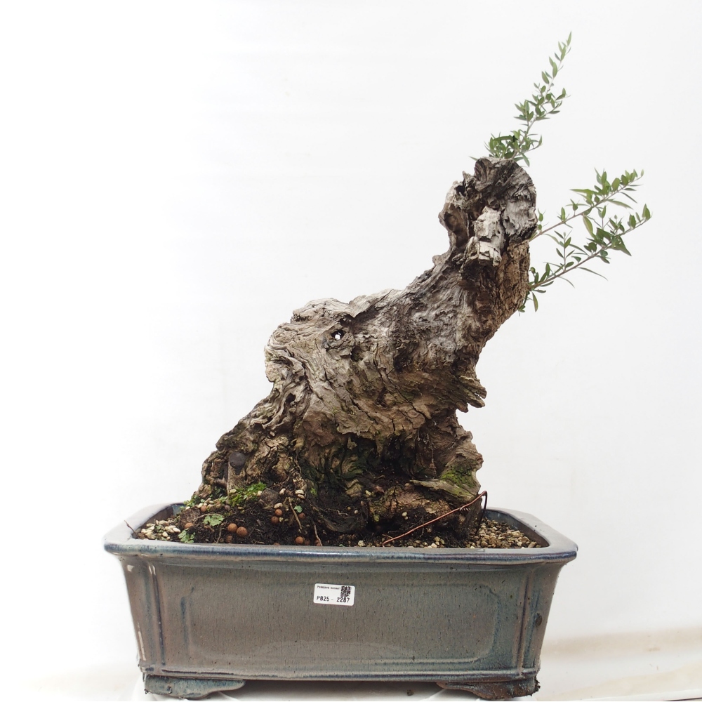 Indoor bonsai - Olea europaea sylvestris - European small-leaved olive oil