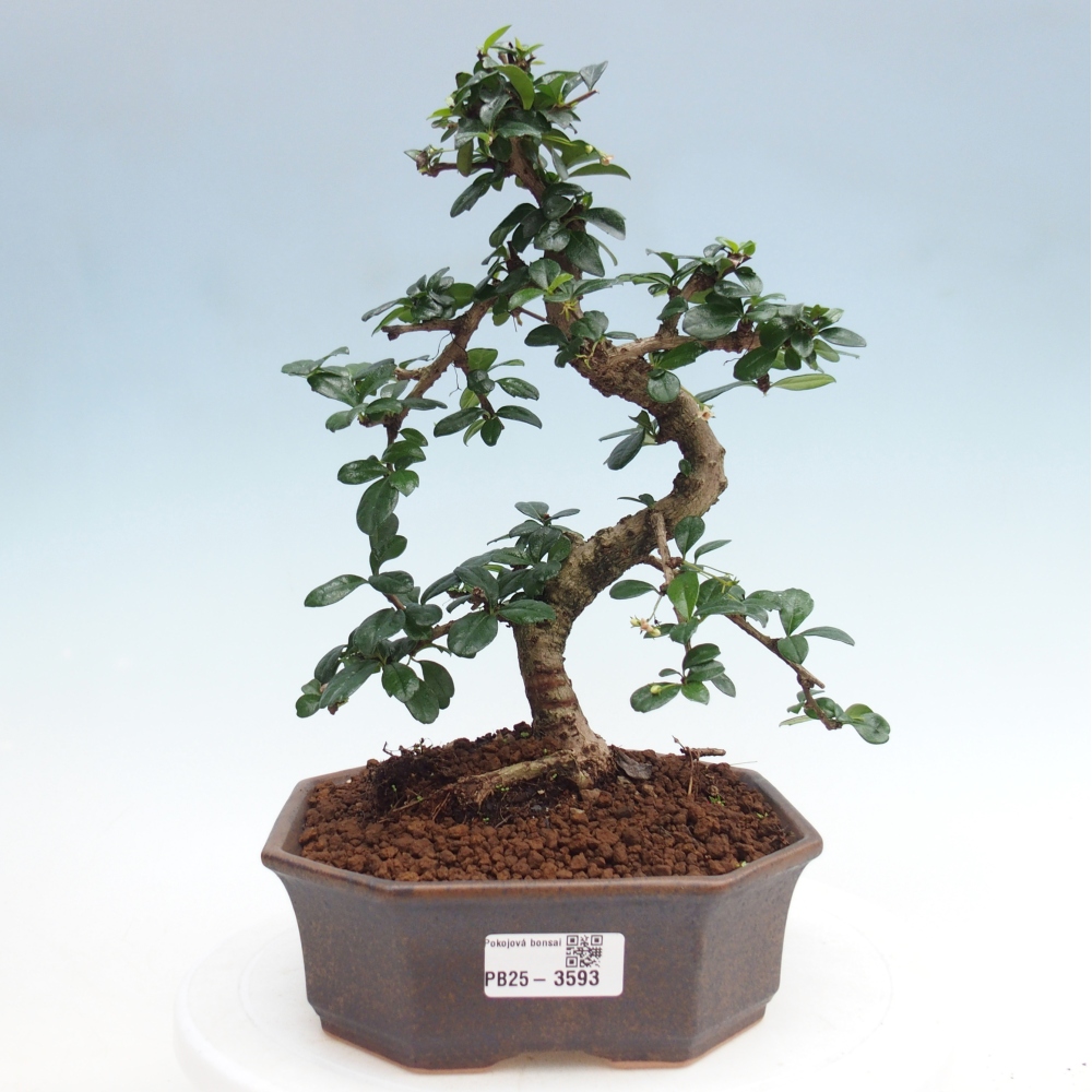 Room bonsai - Carmona macrophylla - Tea fuki