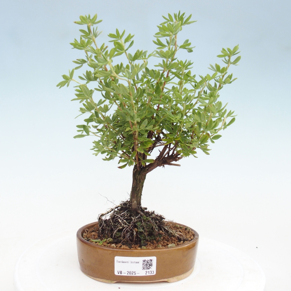 Outdoor bonsai-Cinquefoil - Potentila fruticosa yellow Bird