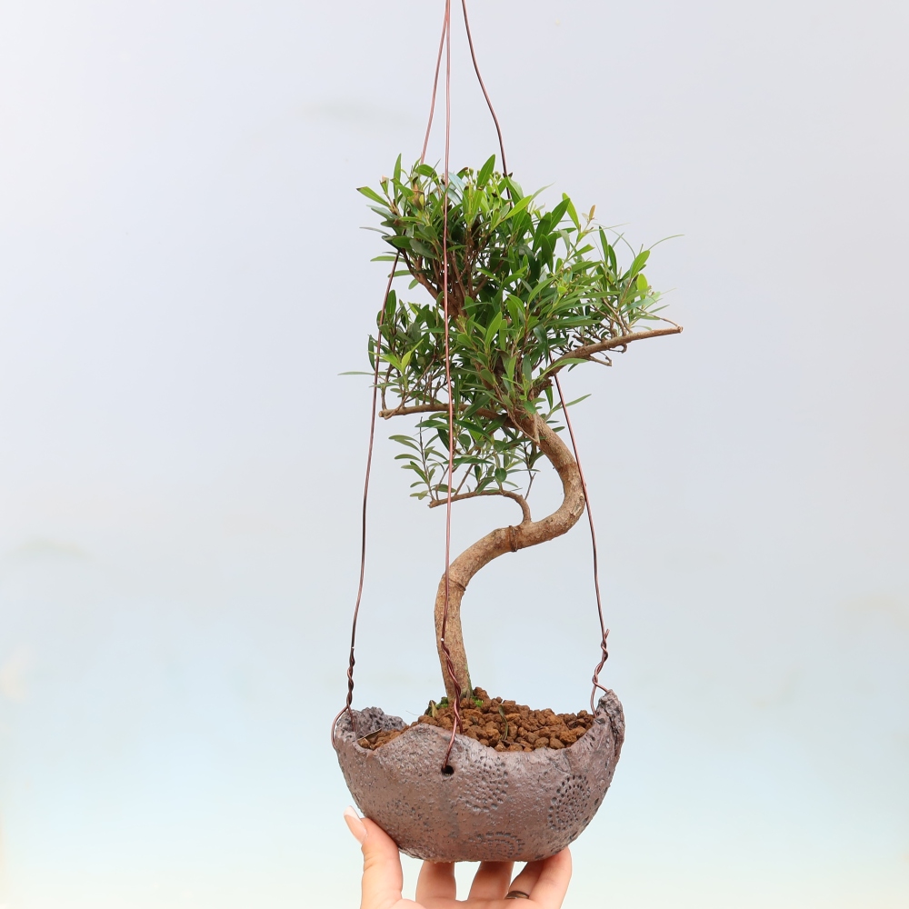 Kokedama in a Ceramic Pot - Syzygium - Pimento Tree