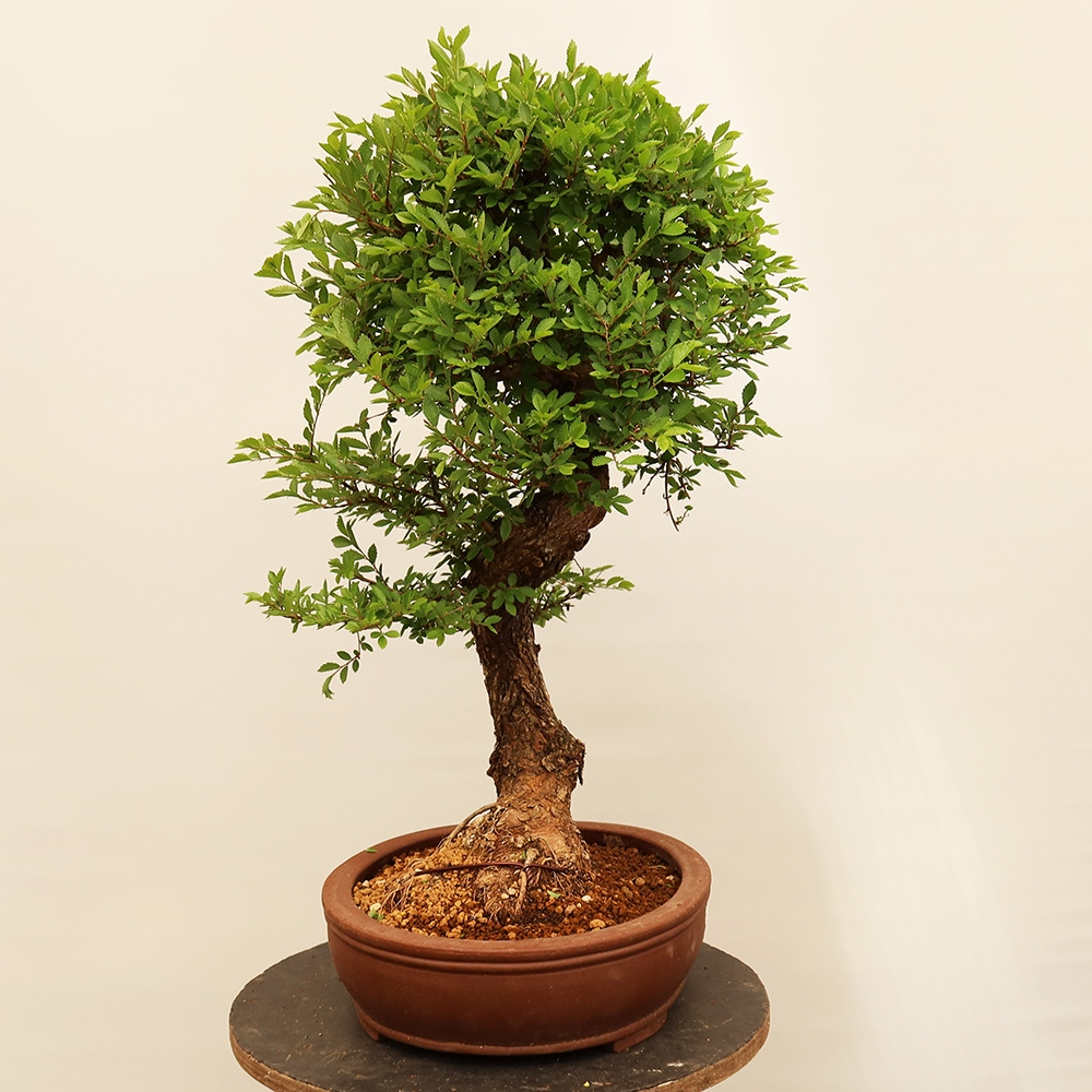 Outdoor bonsai - Zelkova - Zelkova NIRE