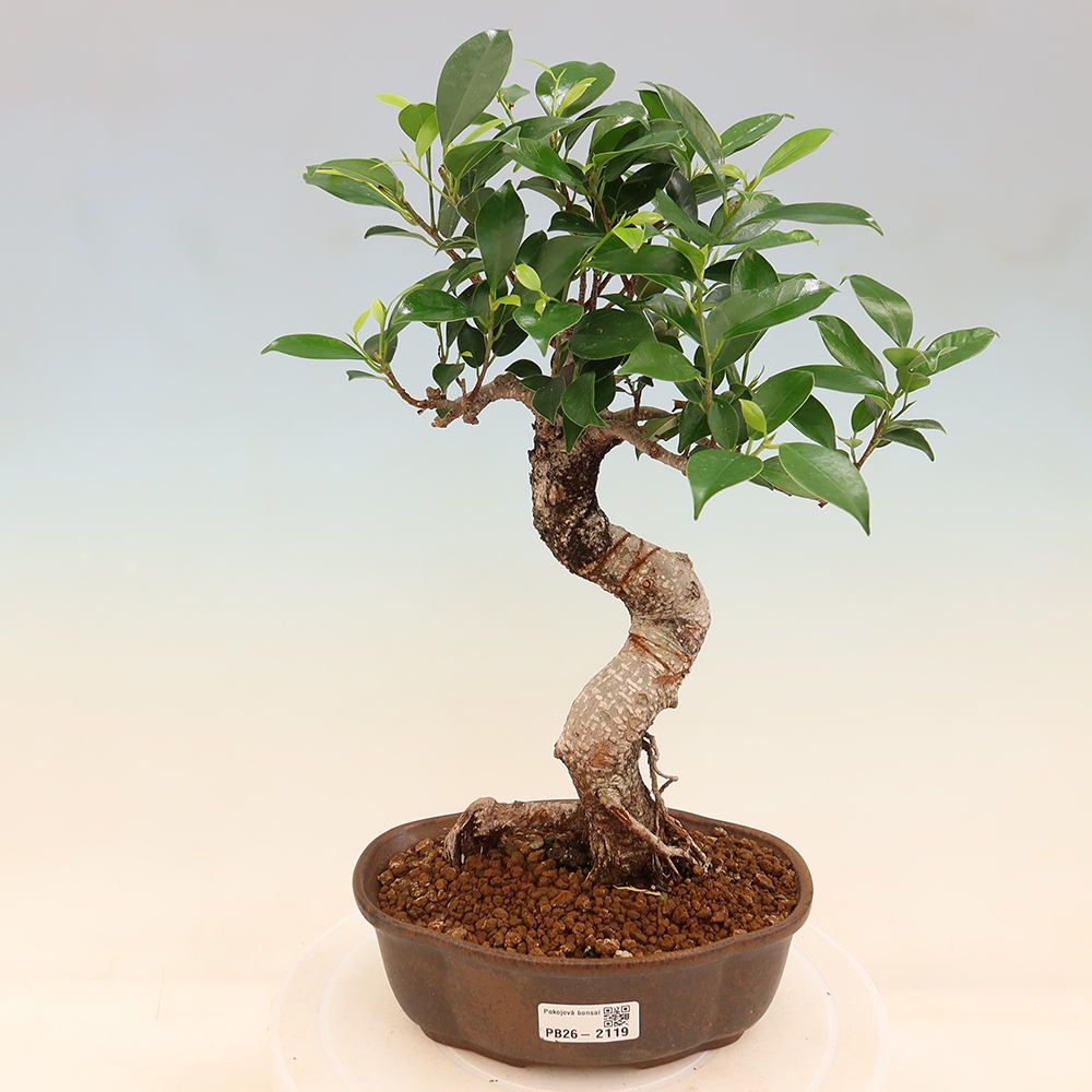 Room bonsai - Ficus retusa - small-leaved ficus