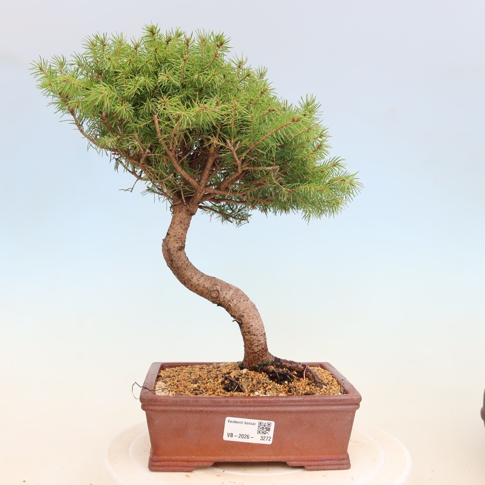 Outdoor bonsai - Spruce - Picea glauca globe