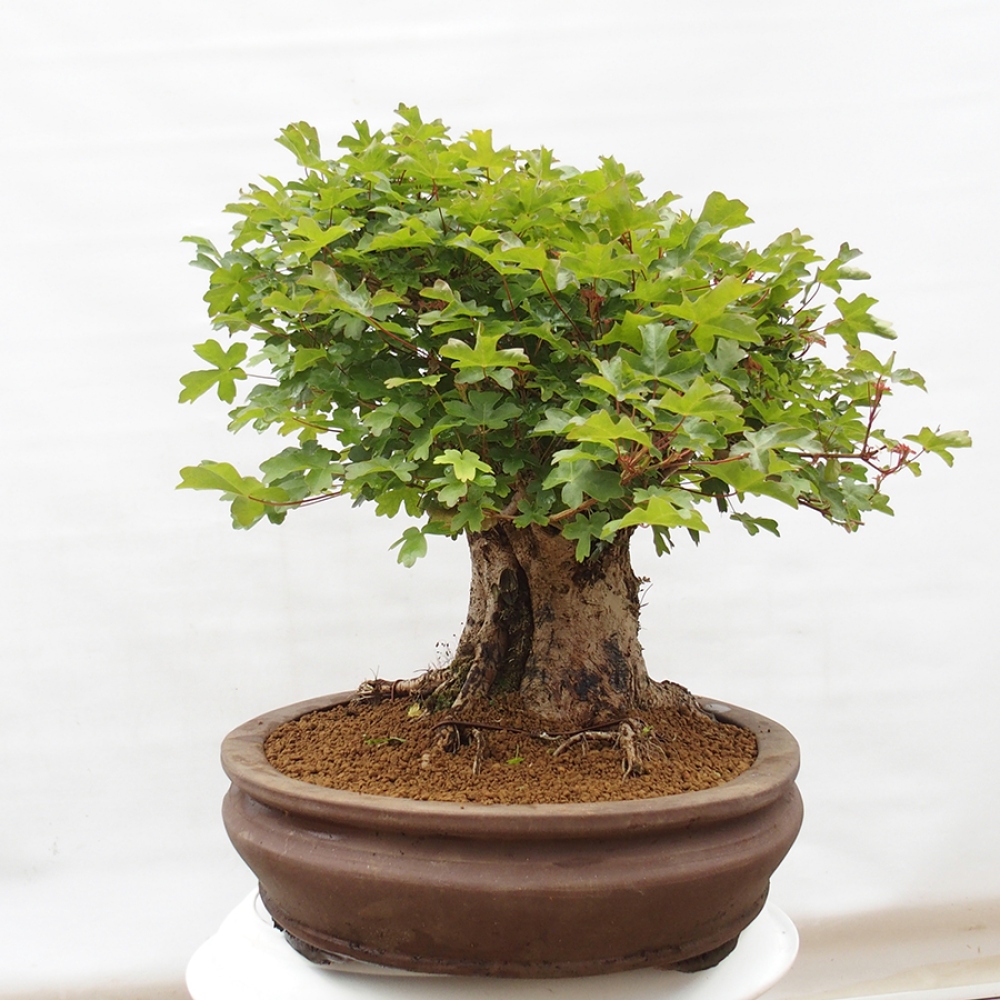 Outdoor bonsai - Acer Campestre - Baby maple
