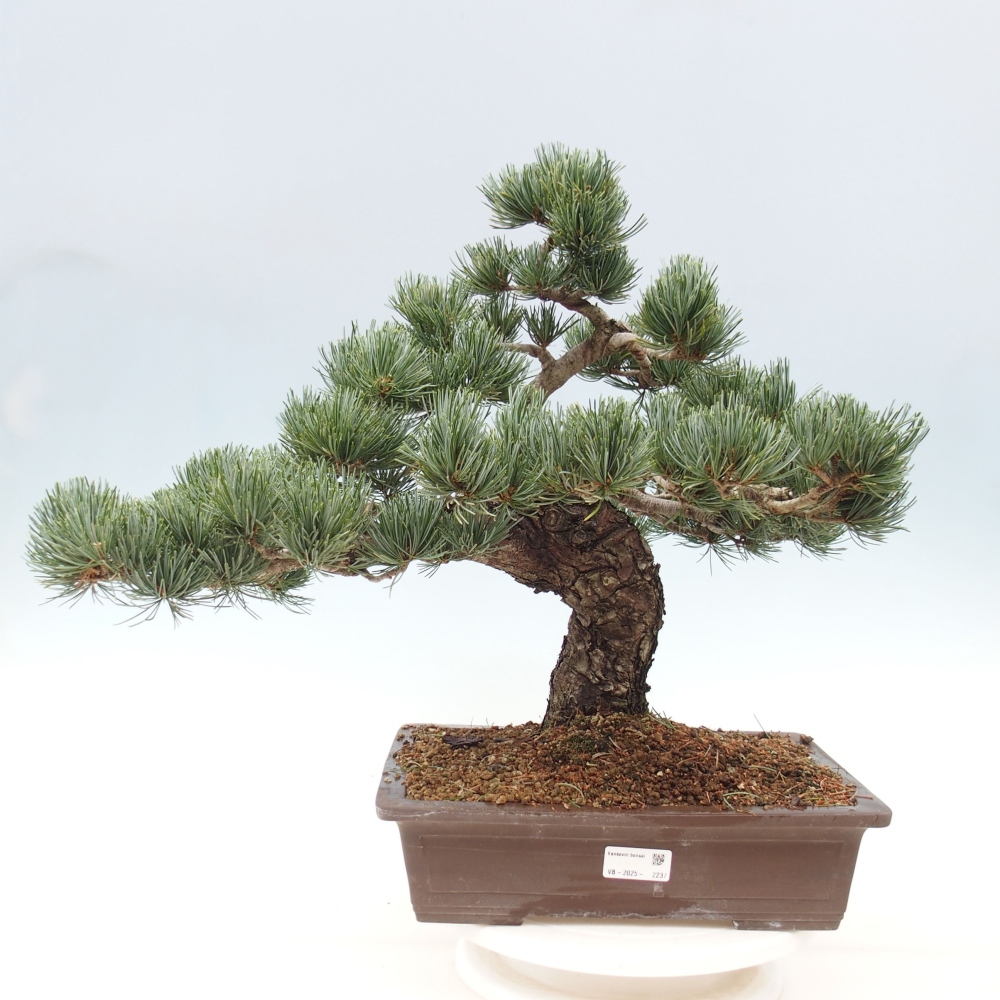 Outdoor bonsai - Pinus parviflora - Small pine tree