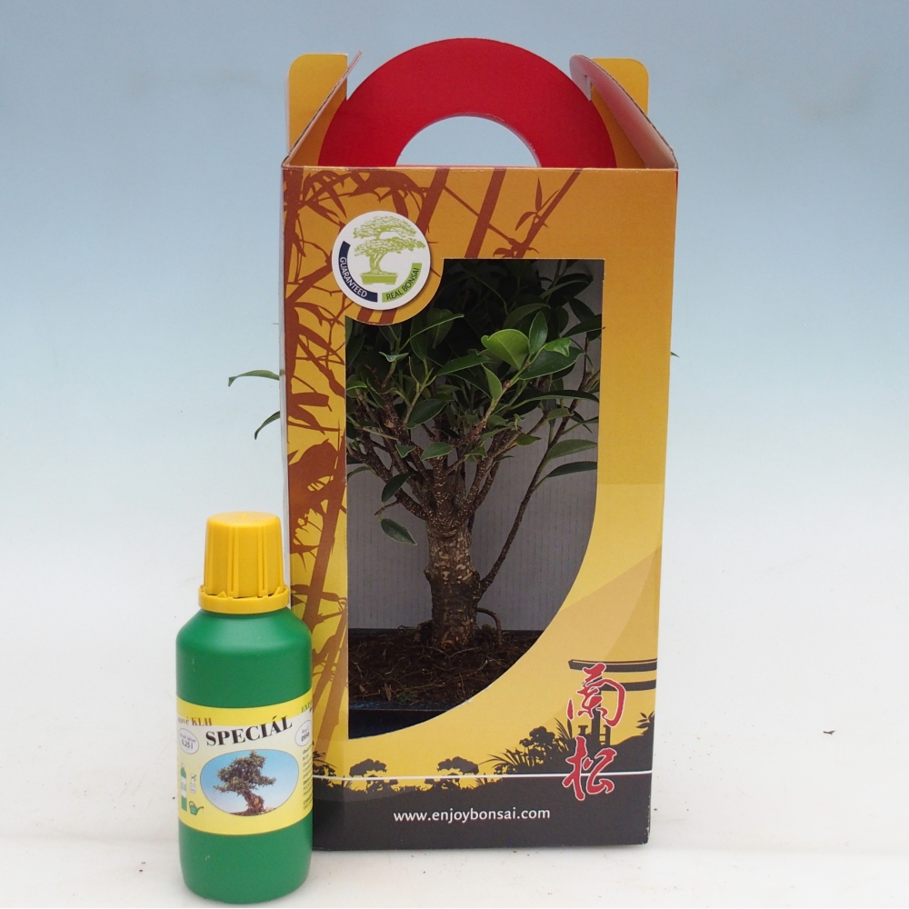 Room bonsai in gift box Ficus retusa - Small-leaved ficus