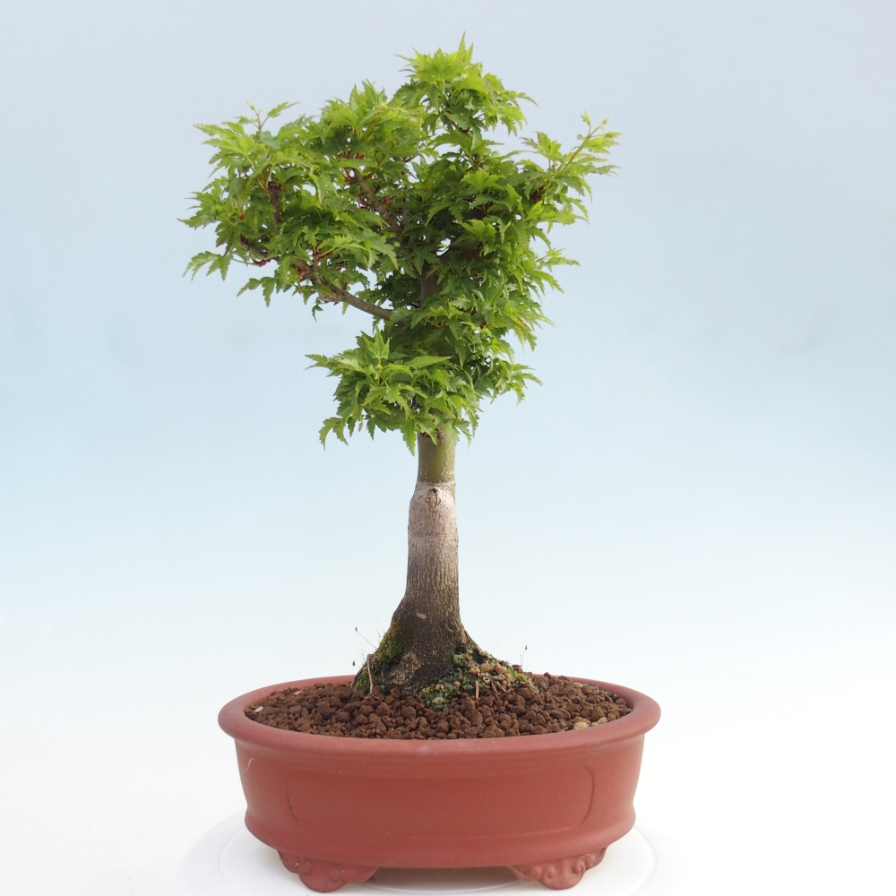 Outdoor bonsai -Javor palm Acer palmatum Shishigashira