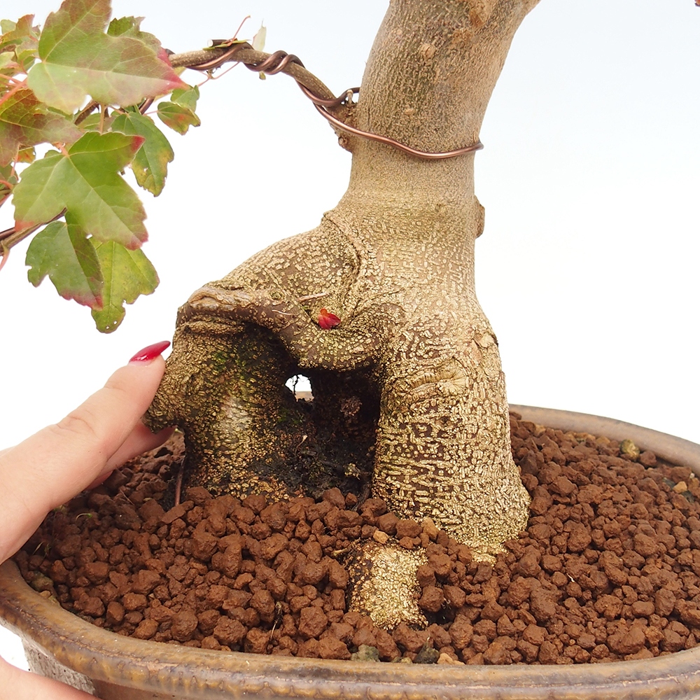 Outdoor bonsai - Maple Buergerianum - Burger Maple