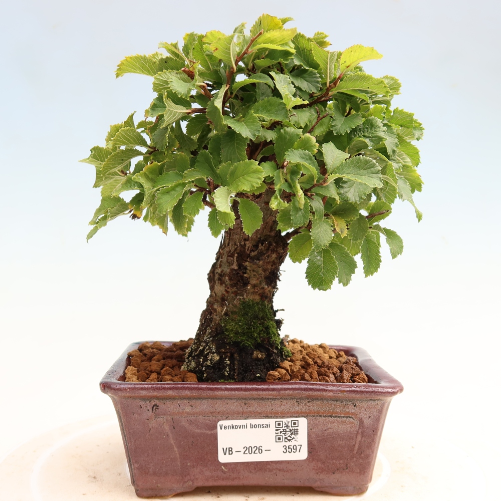 Outdoor bonsai - Zelkova - Zelkova NIRE