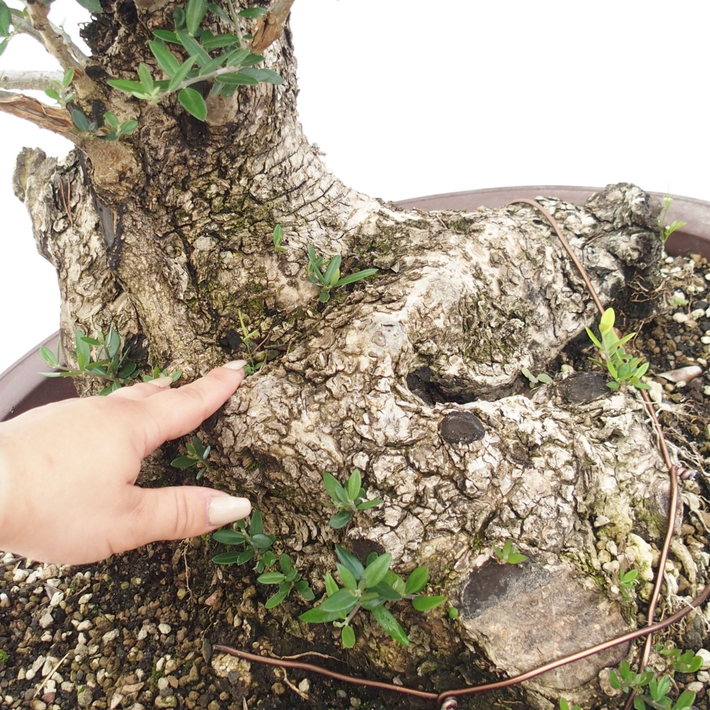 Indoor bonsai - Olea europaea sylvestris - European small-leaved olive oil