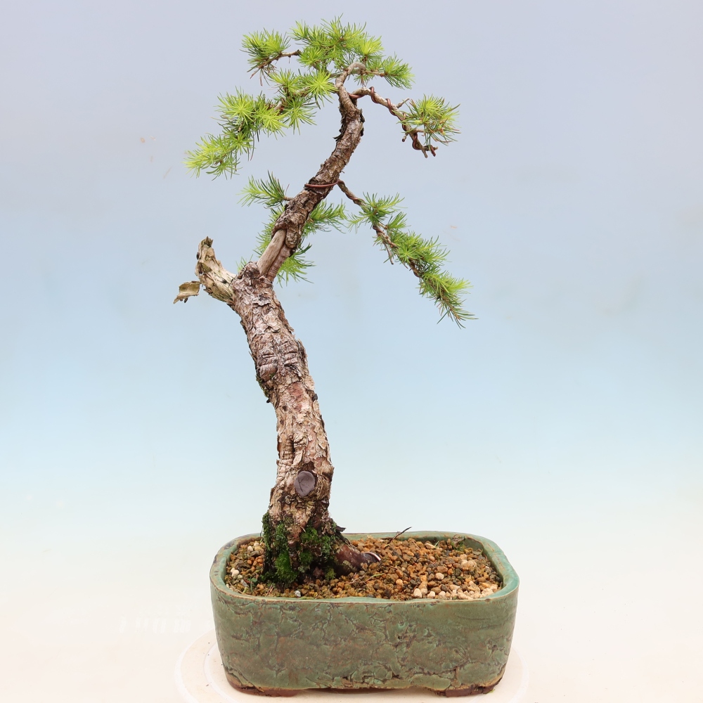 Outdoor bonsai -Larix decidua - Larch