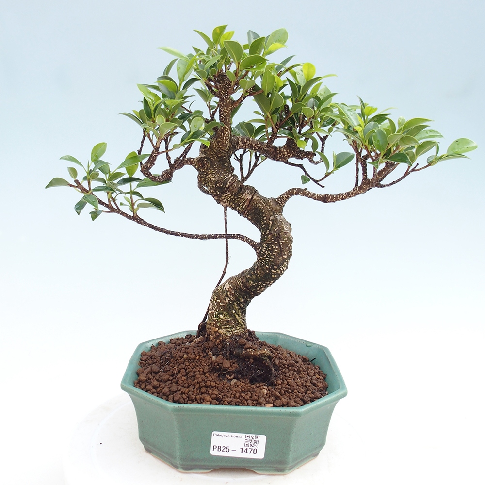 Indoor bonsai - Ficus retusa - small ficus