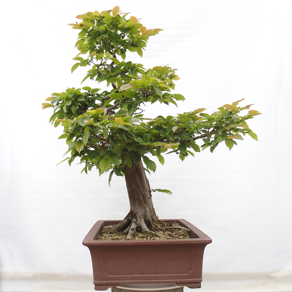 Outdoor bonsai - Hornbeam - Carpinus betulus