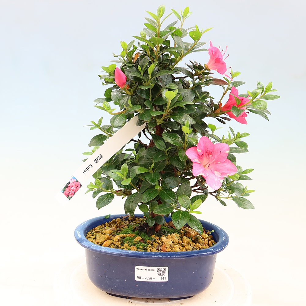 Outdoor bonsai - Japanese Azalea - Azalea Kobai