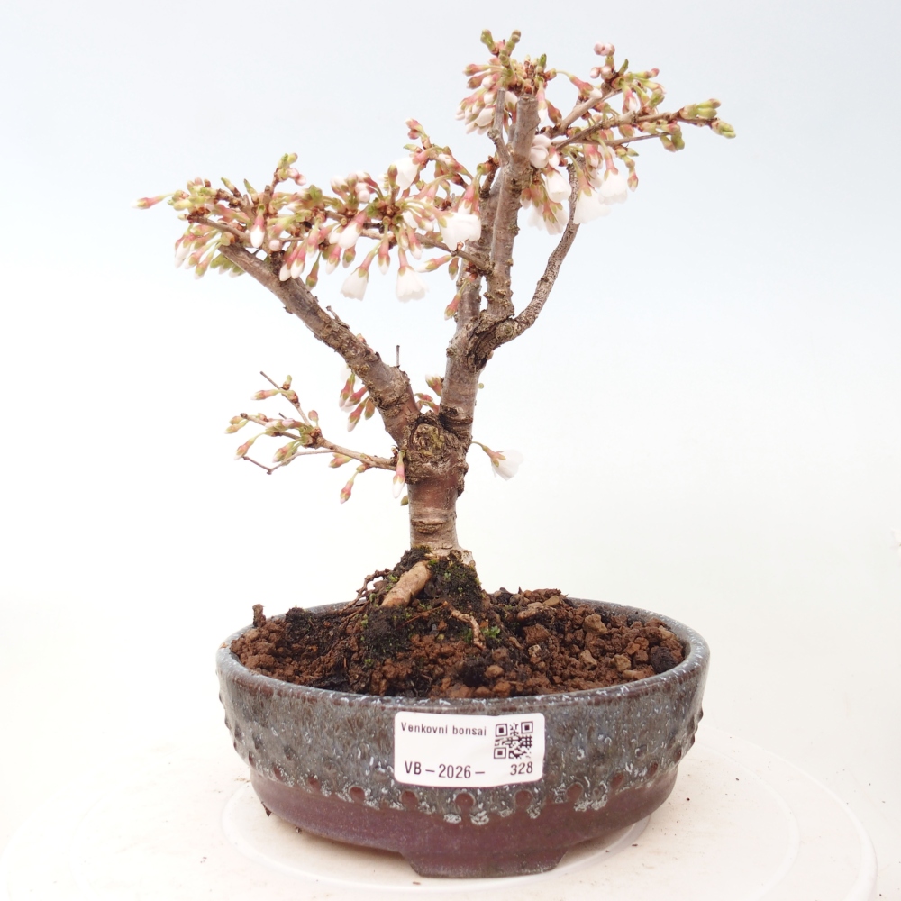Outdoor bonsai - Prunus incisa Kojou-no mai-Plivon cut out