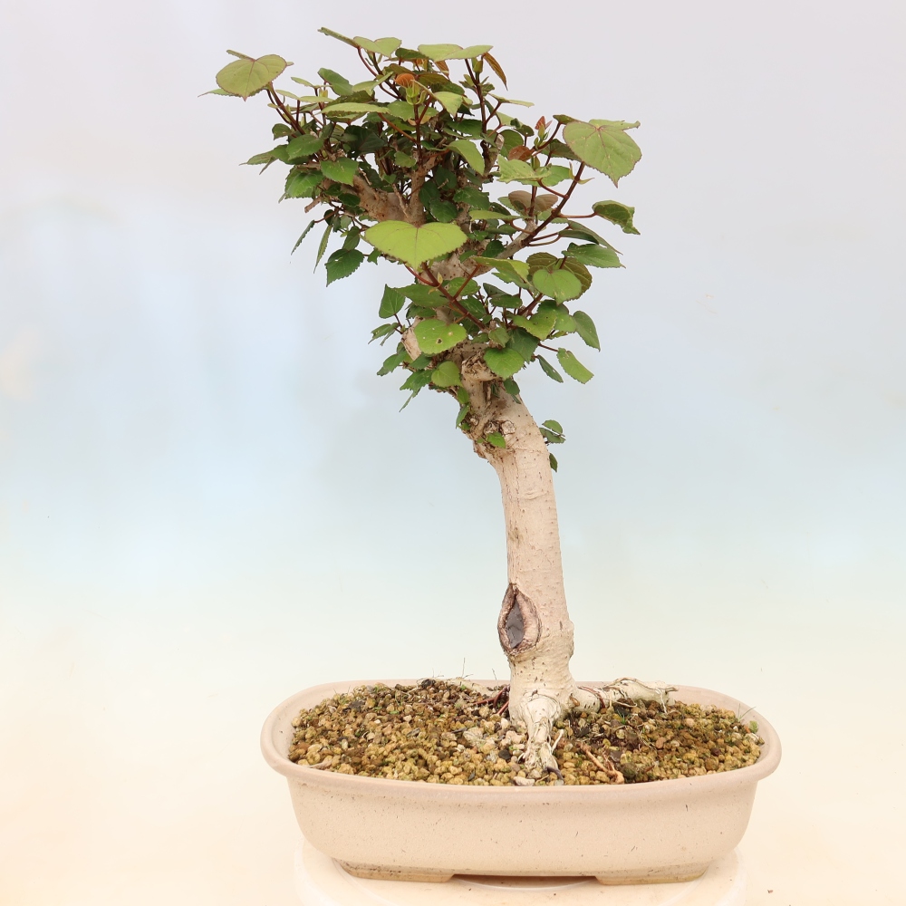 Indoor bonsai - Hibiscus tiliaceus - Sea Hibiscus