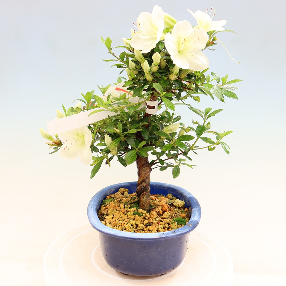 Outdoor bonsai - Japanese azalea - Azalea Asahi-no-izumi