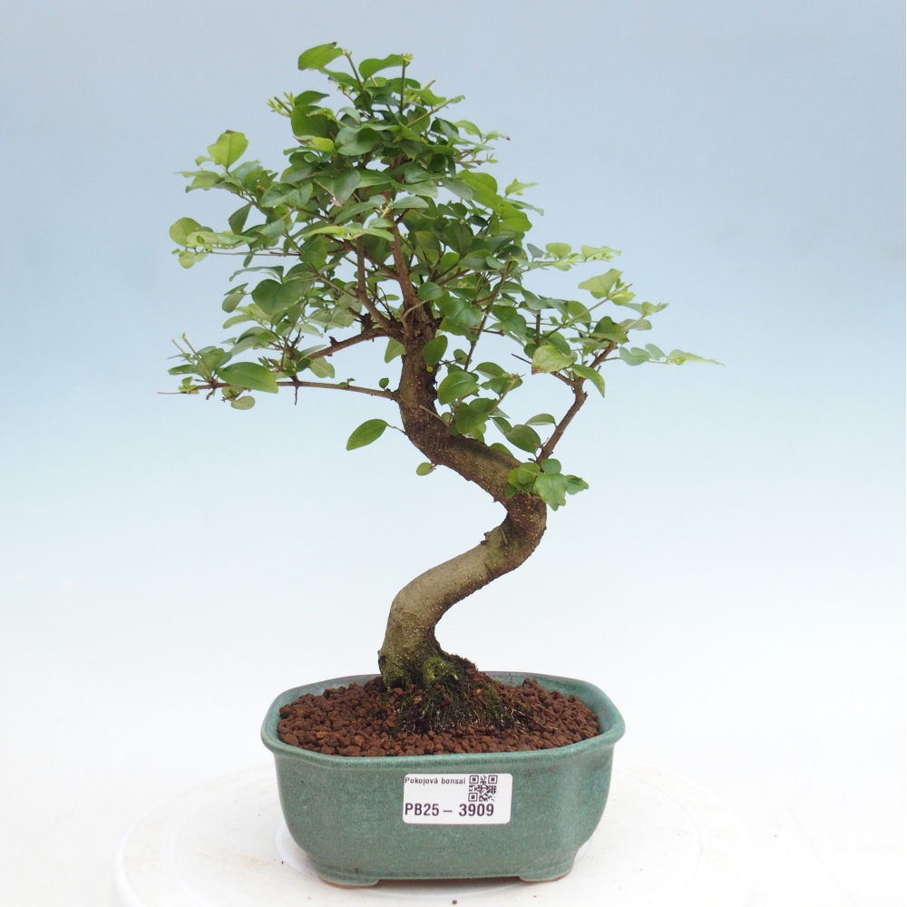 Room bonsai -Ligustrum chinensis - Birds Beak