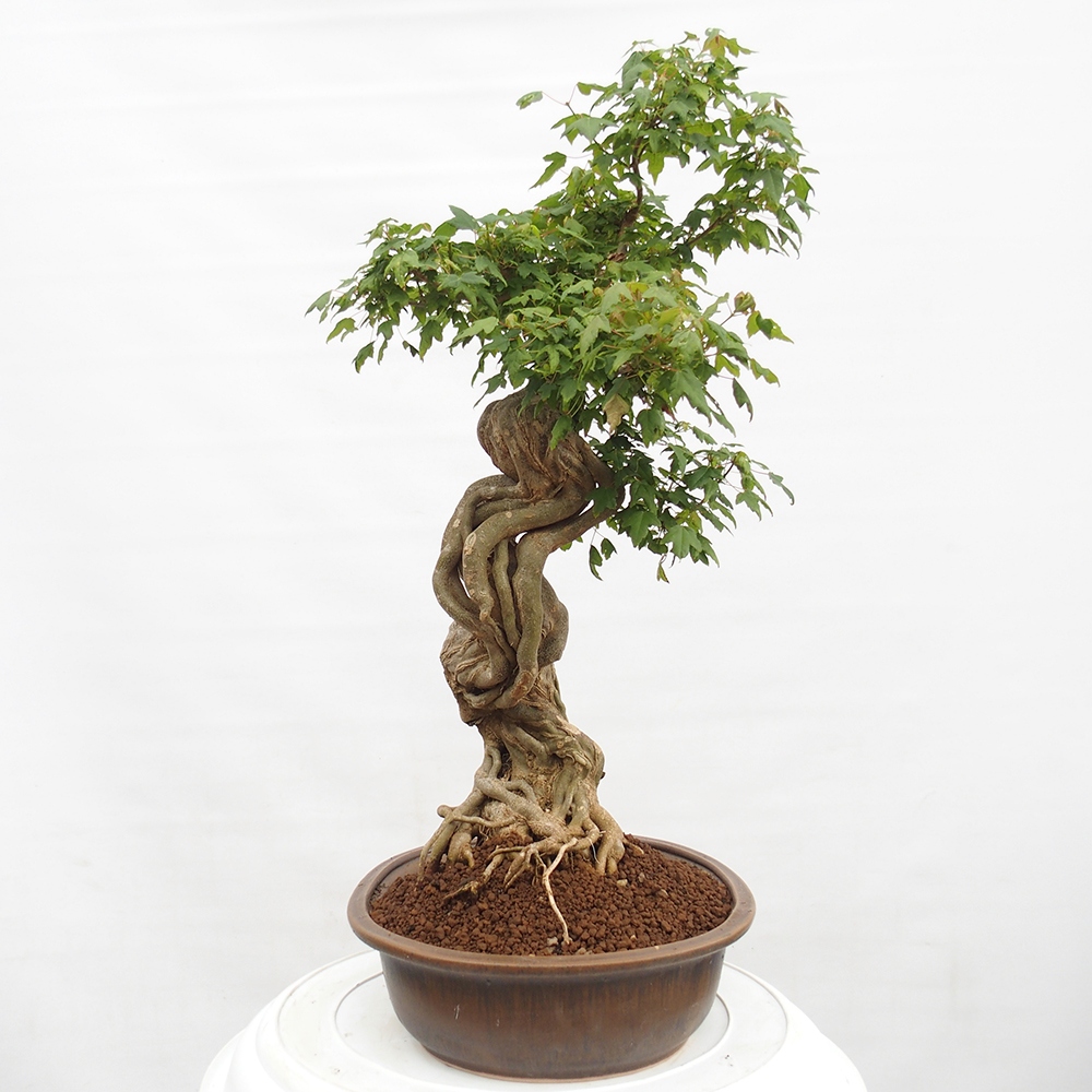 Outdoor bonsai - Maple Buergerianum - Burger Maple