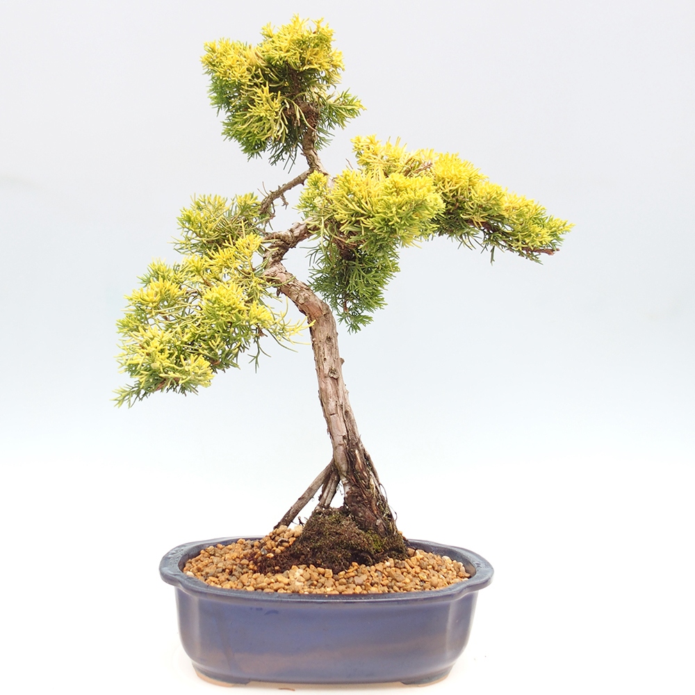 Outdoor bonsai - Juniperus chinensis plumosa aurea - Chinese golden juniper