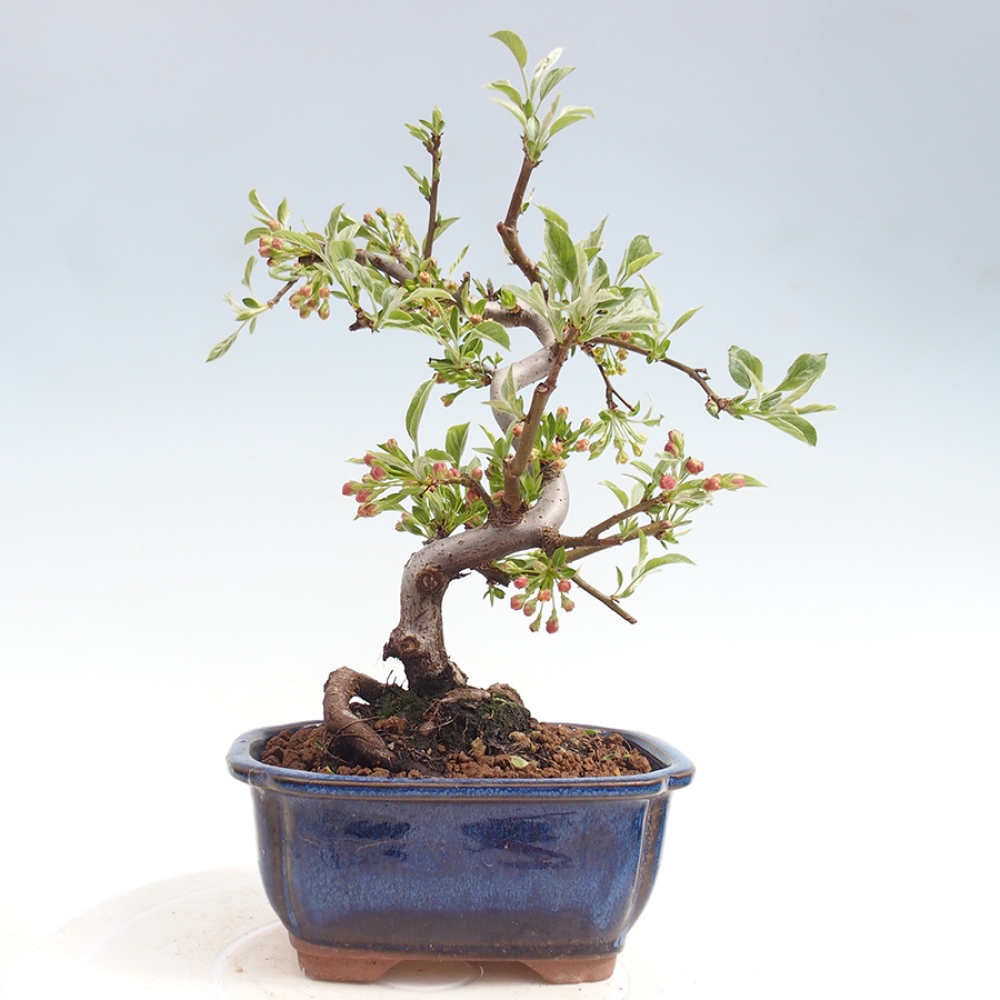 Outdoor bonsai - Malus sargentii - Small-fruited apple tree