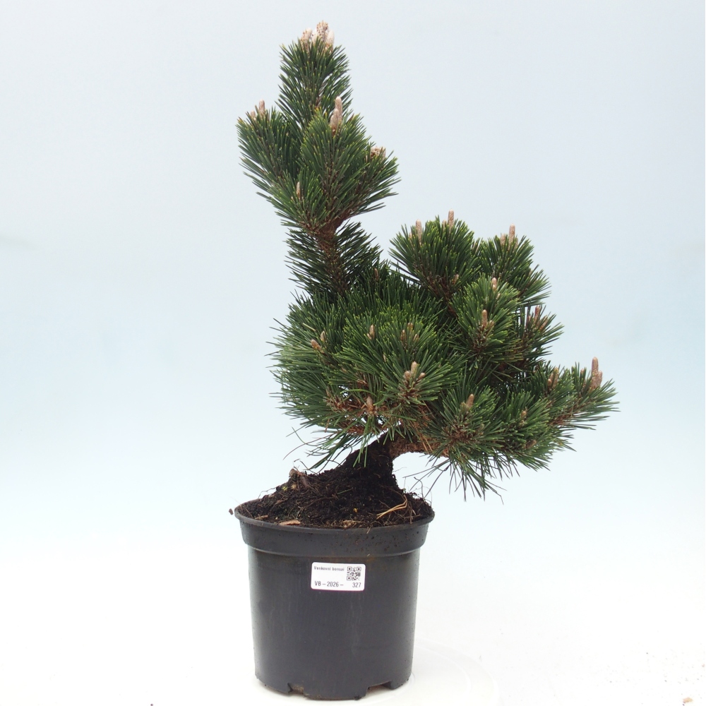 Outdoor bonsai - Pinus thunbergii senjyumaru - Thunberg pine