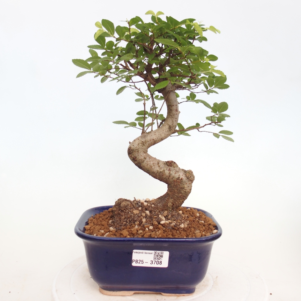 Room bonsai - Ulmus parvifolia - Small-leaved elm