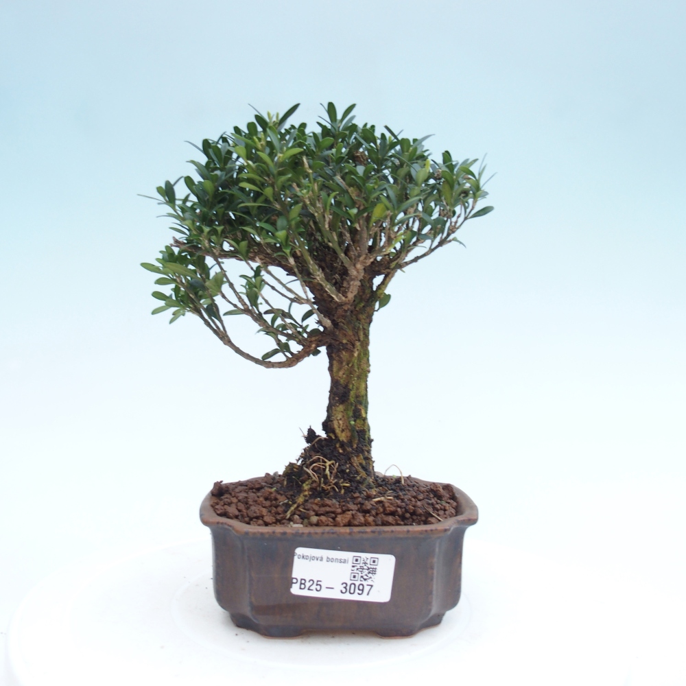 Room Bonsai - Buxus harlandii - Cork boxwood