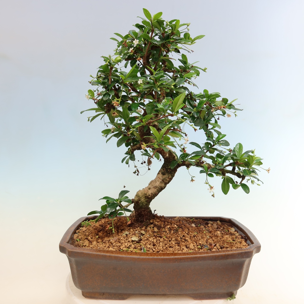 Room bonsai - Carmona macrophylla - Tea fuki