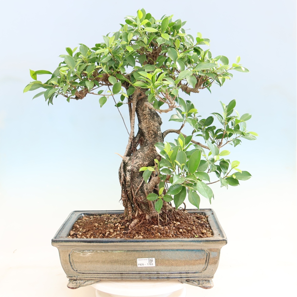 Room bonsai - Ficus kimmen - small-leaved ficus