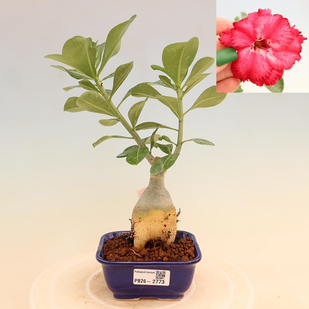 Indoor Bonsai - Adenium obesum, grafted V.F.S.326  - Desert Rose