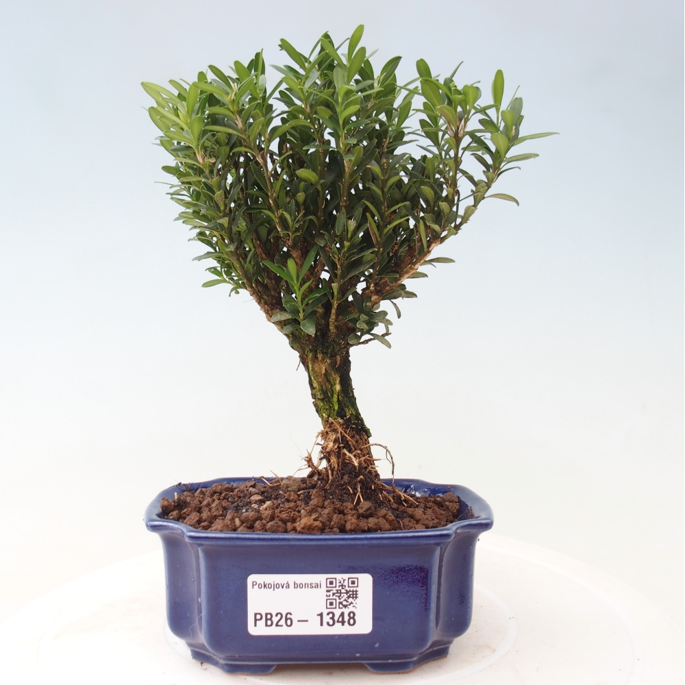 Room bonsai - Buxus harlandii - cork buxus