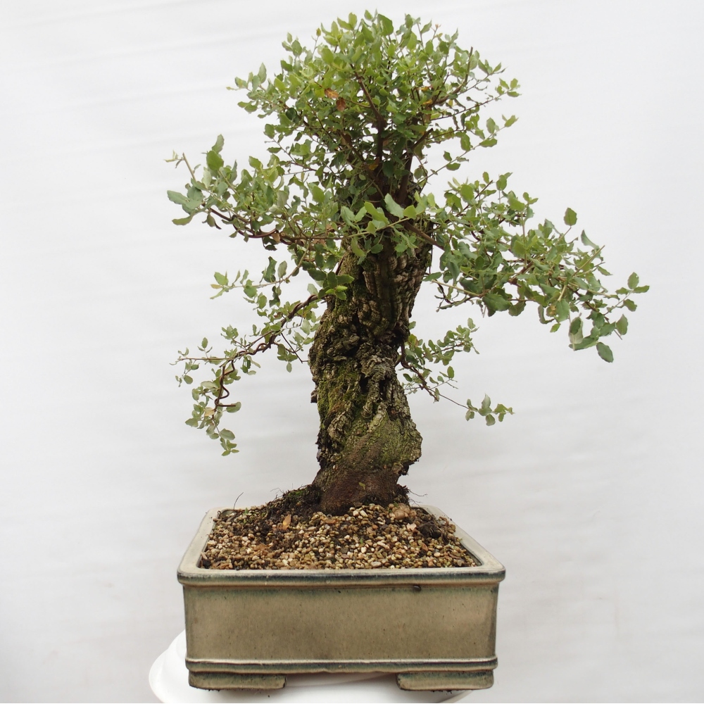 outdoor bonsai Quercus suber - Cork Oak