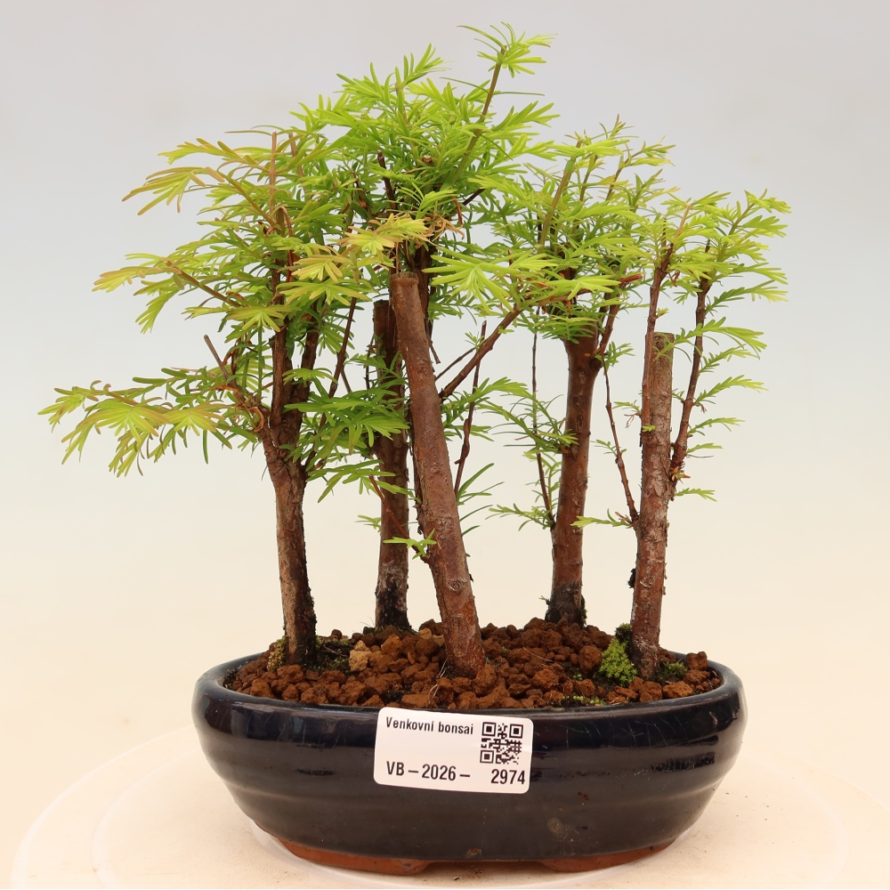 Outdoor Bonsai - Metasequoia glyptostroboides - Chinese Metasequoia - Grove
