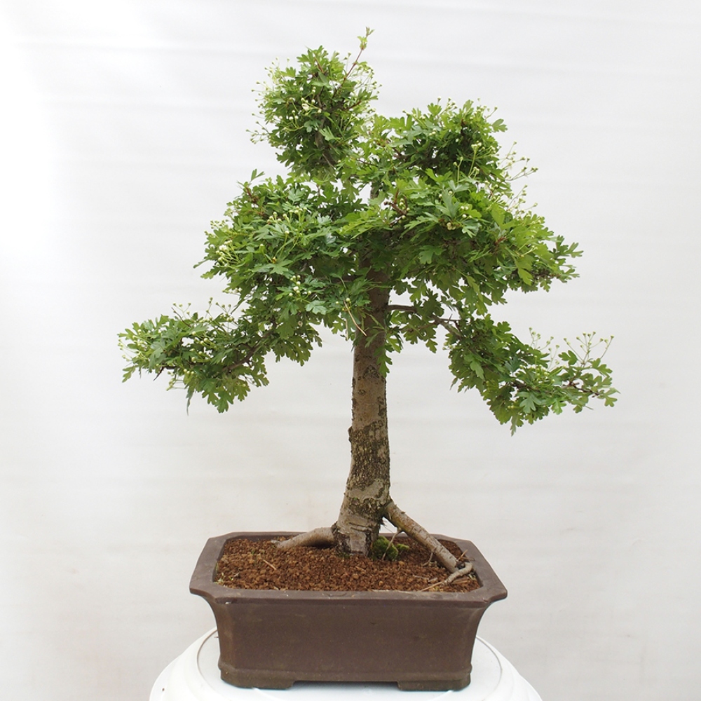 Outdoor bonsai - Hawthorn - Crataegus monogyna