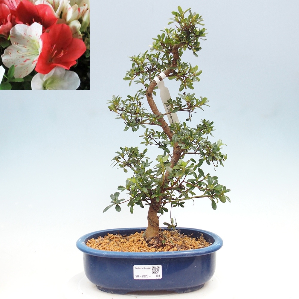 Outdoor bonsai - Japanese azalea - Azalea Asahi-no-izumi
