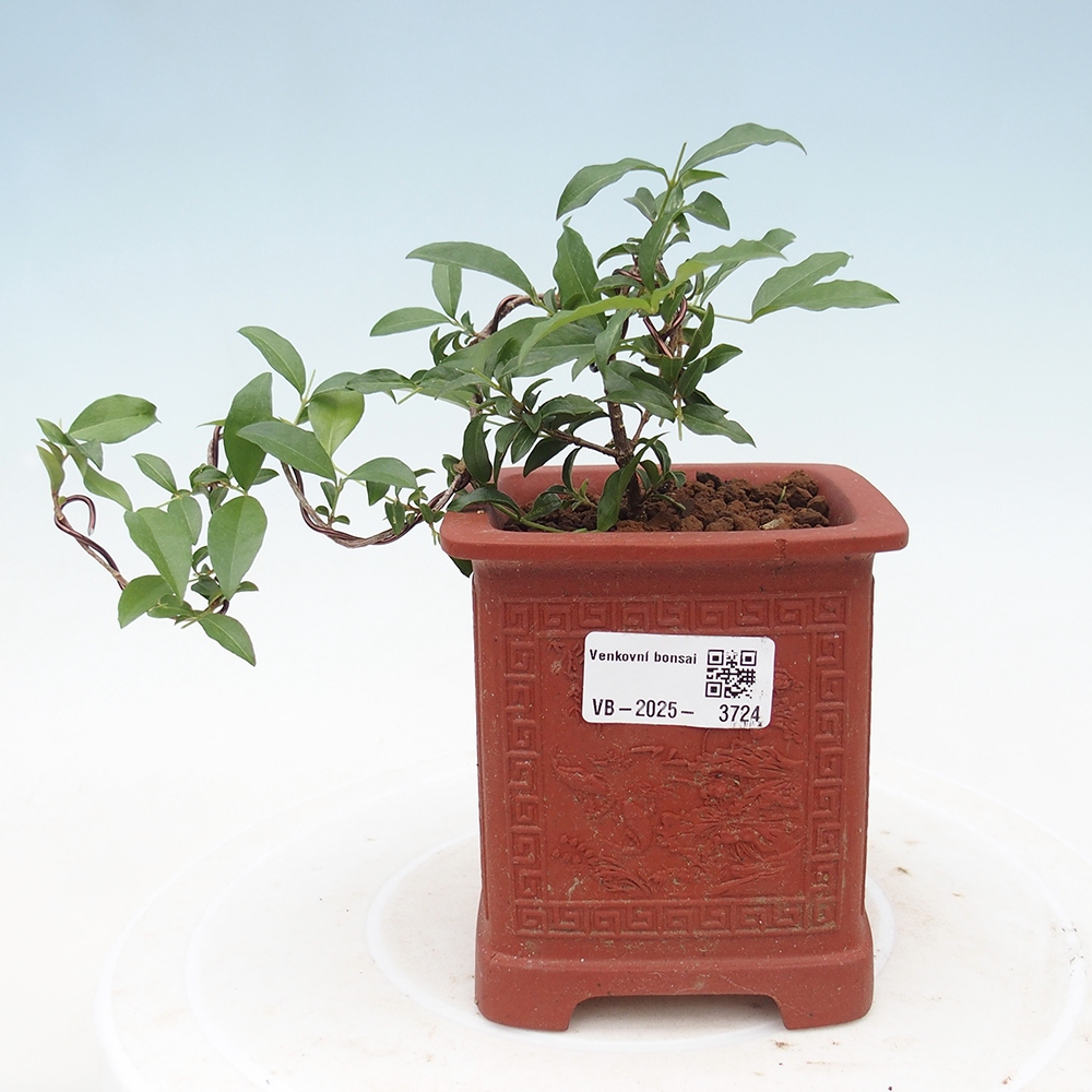 Room bonsai - cherry Malpighia coccigera- Barbdorská
