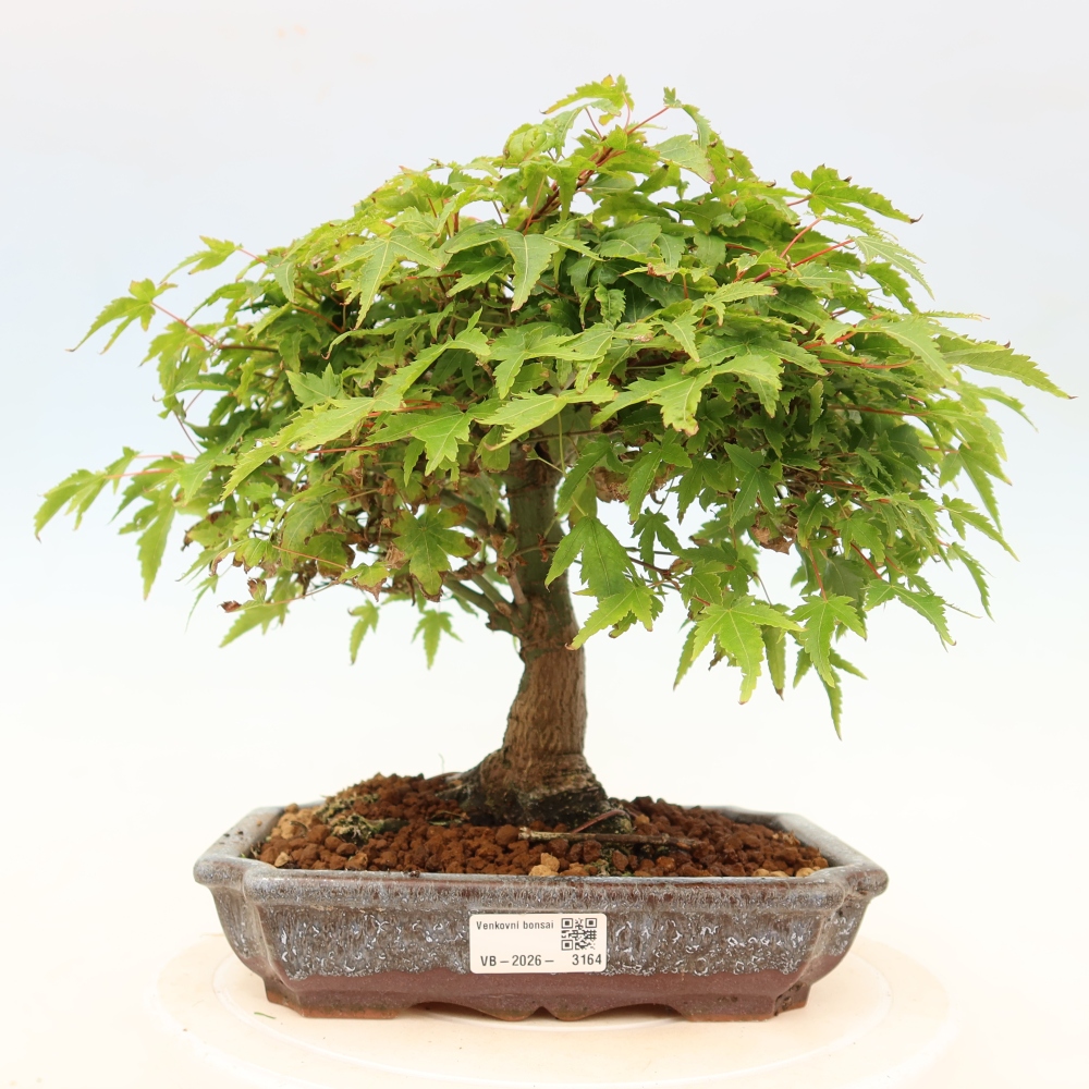 Acer palmatum KIOHIME - Palmetto maple