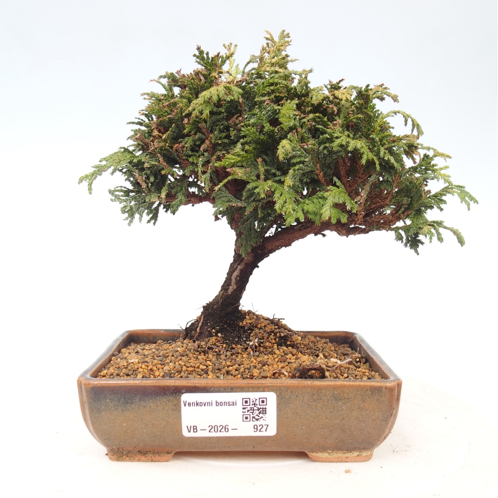 Outdoor bonsai - Cham.pis Parslori - Cypress
