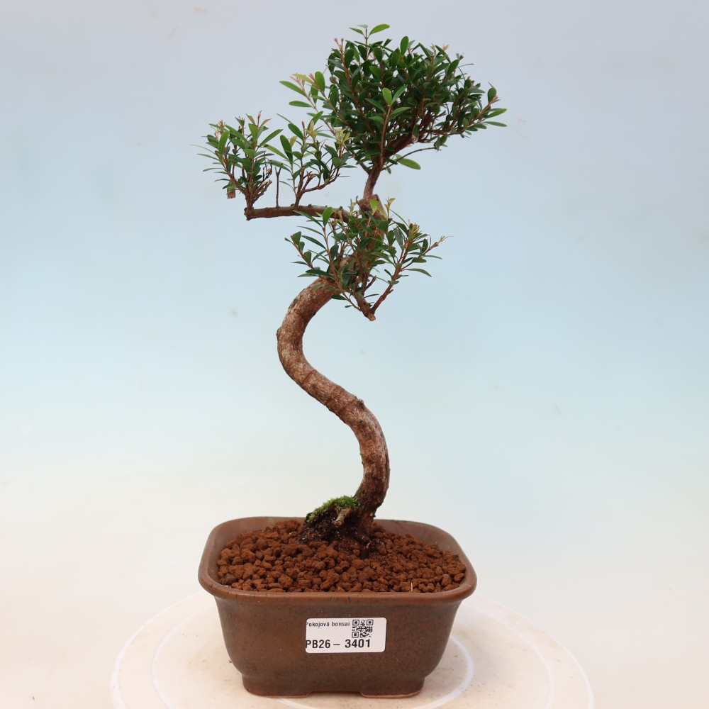 Room bonsai - Syzygium - Pimento