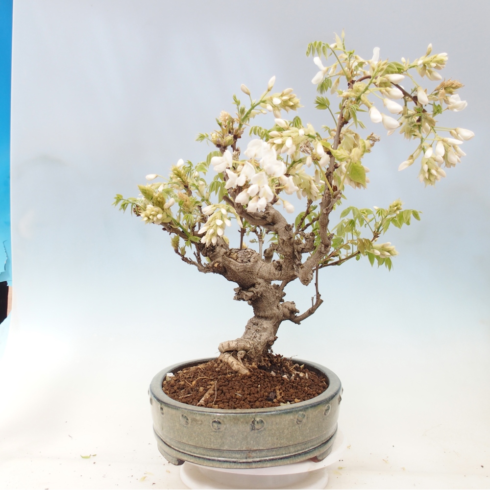 Outdoor bonsai - Vistaria - Wisteria