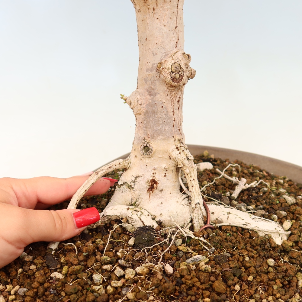 Indoor bonsai - Hibiscus tiliaceus - Sea Hibiscus