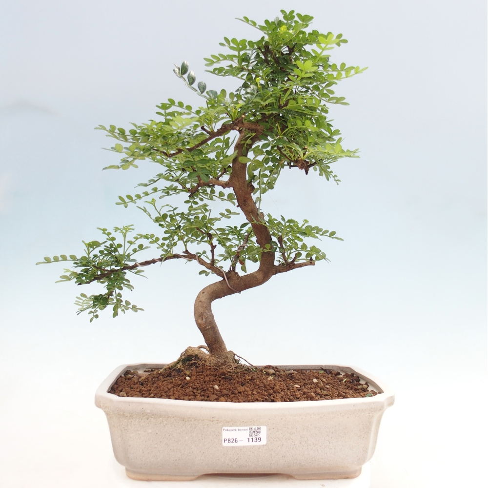 Room bonsai - Zantoxylum piperitum - pepper tree
