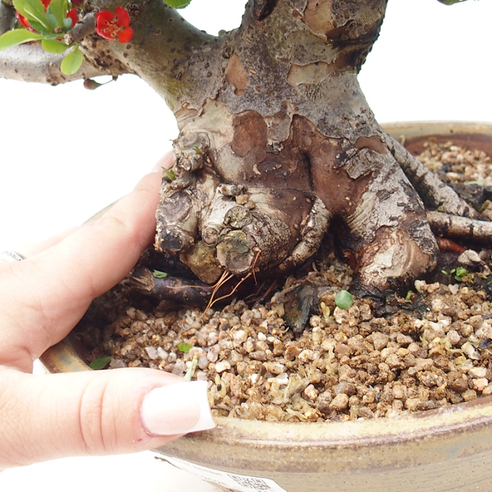 Outdoor bonsai - Chaneomeles speciosa - Quince