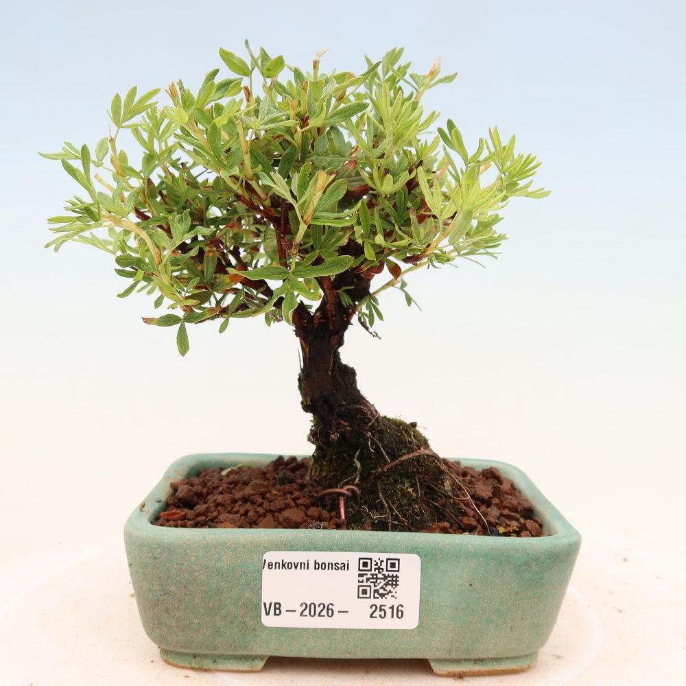 Outdoor bonsai - Potentila fruticosa