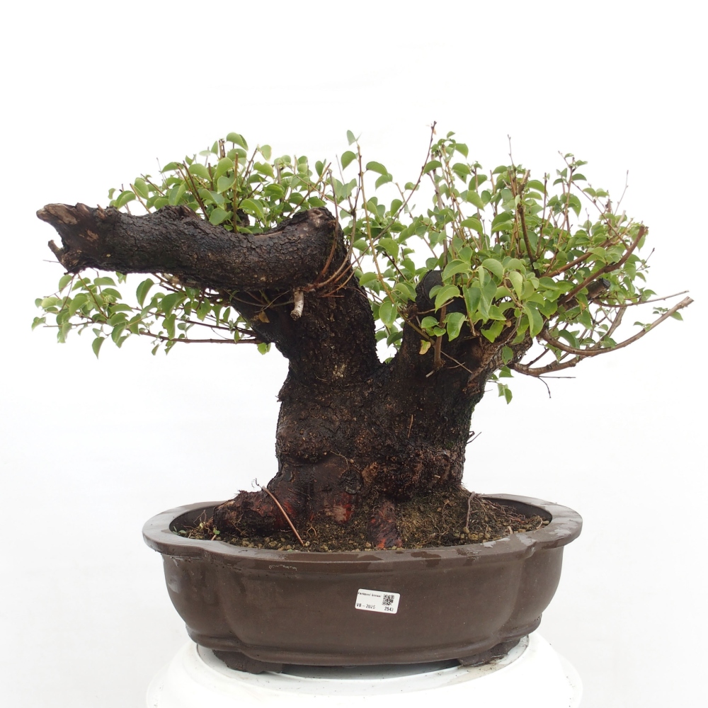 Outdoor bonsai - Mahalebka - Prunus mahaleb