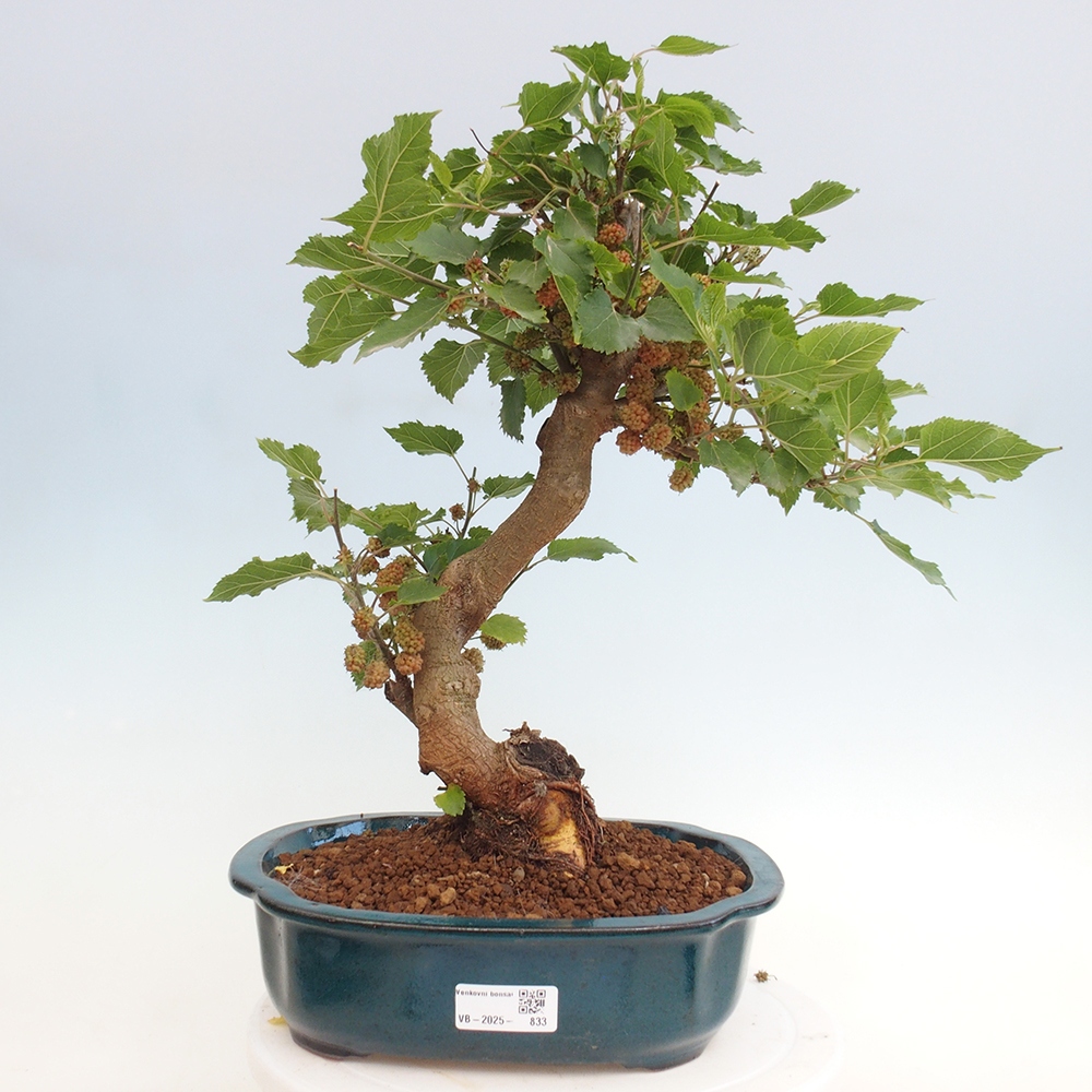 Outdoor bonsai - Morus alba - mulberry