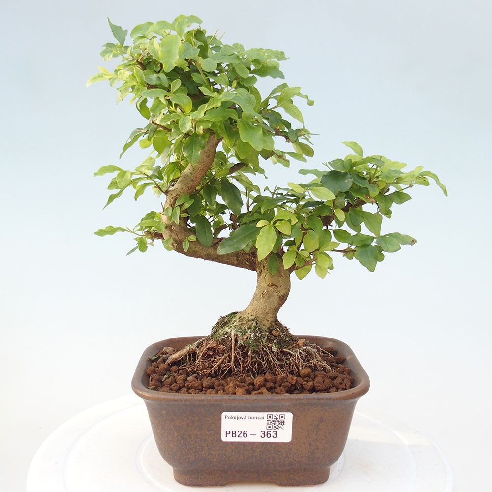 Room bonsai -Ligustrum chinensis - Birds Beak